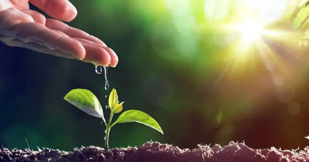plant